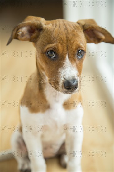 Mixed breed puppy