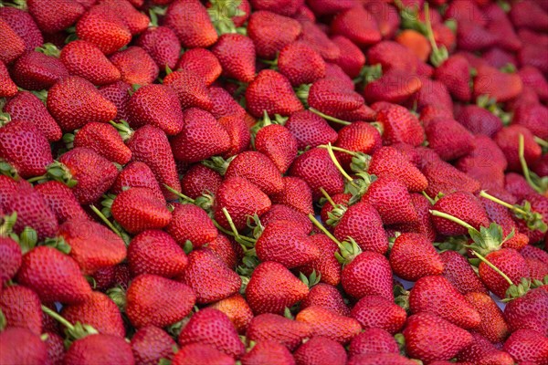 Many organic strawberries on display