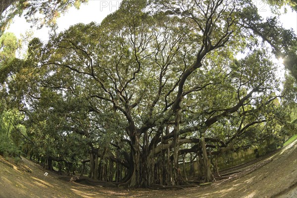 Australian moreton bay fig