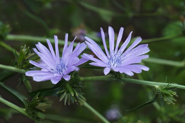 Common chicory