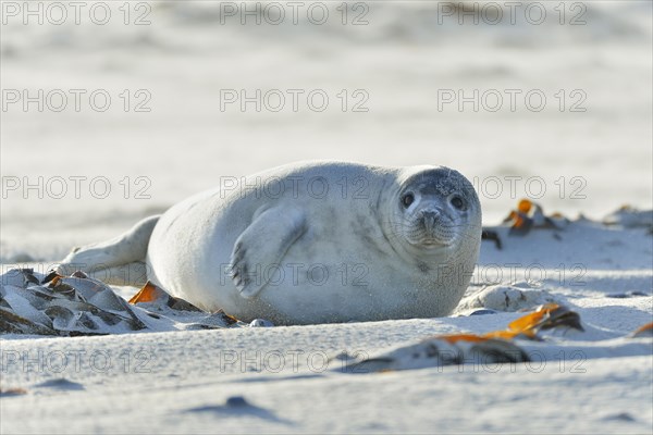 Grey Seal