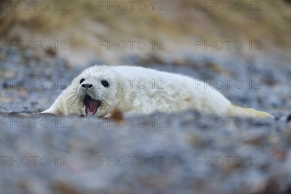 Grey Seal