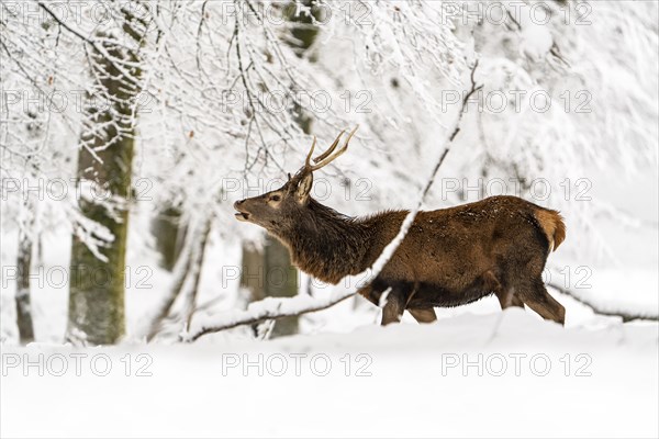 Red deer