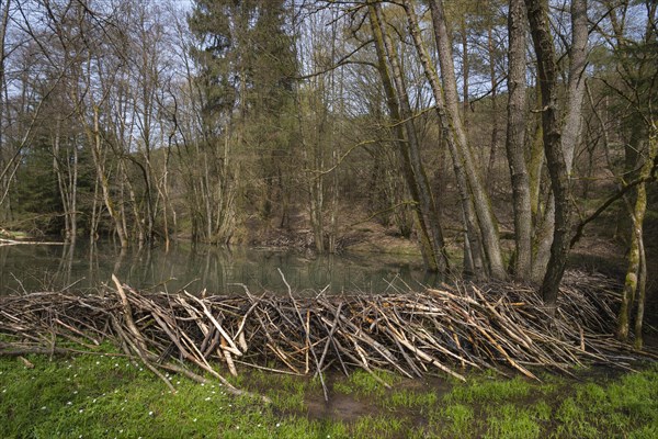 Beaver dam