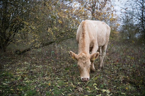 Domestic cattle