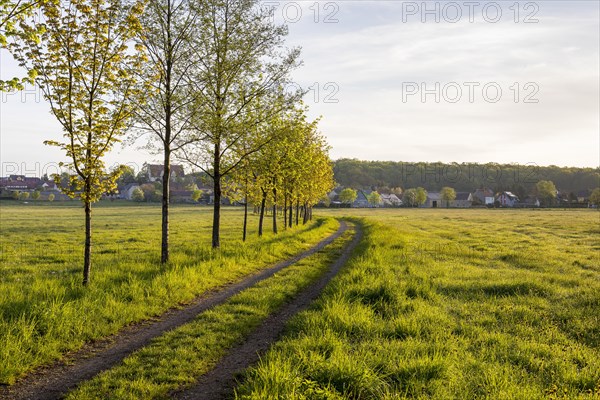 Meadow path with trees