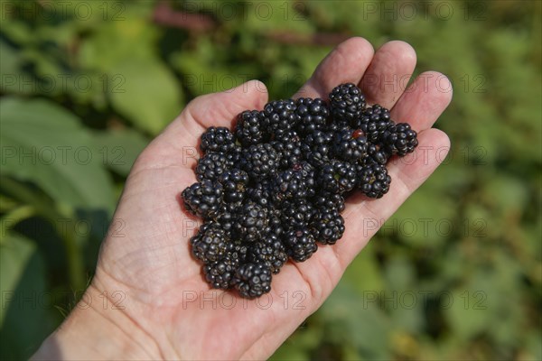 Wild blackberries