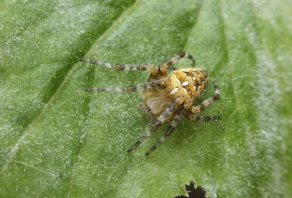 European garden spider