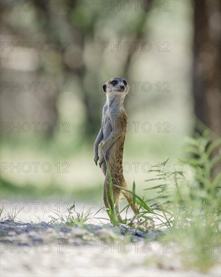 Meerkats