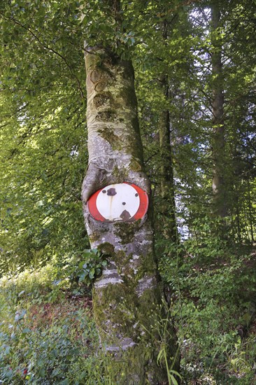 Traffic sign no throughway grown into tree trunk