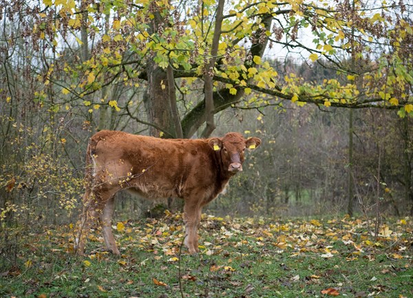 Domestic cattle