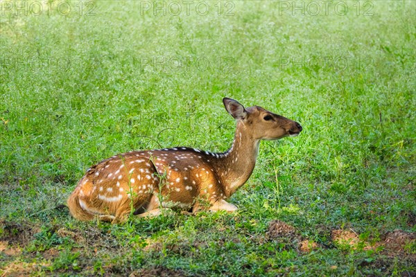 Beautiful young female chital or spotted deer relaxing on grass in Ranthambore National Park