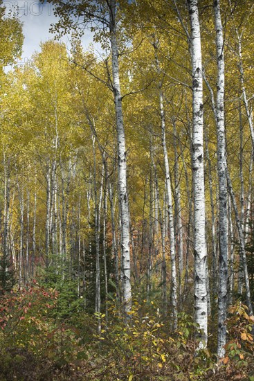 Herbstlicher Birkenwald