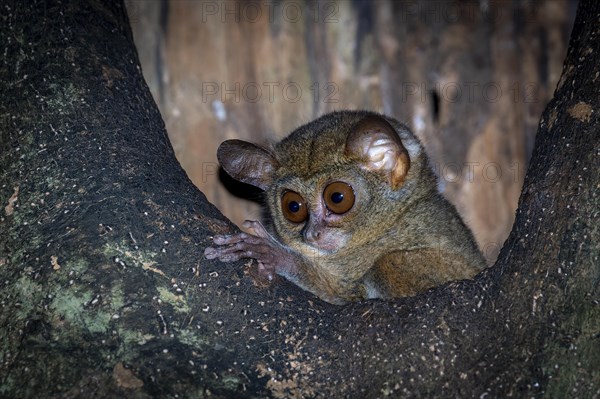 Sulawesi-Koboldmaki Tangkoko Nationalpark