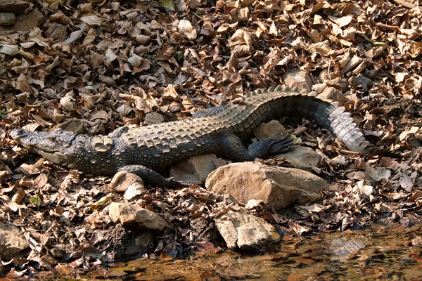 Snub Nosed Marsh Crocodile mugger crocodile