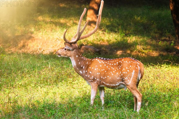 Beautiful male chital or spotted deer grazing in grass in Ranthambore National Park