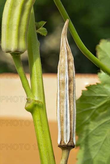 Green okra