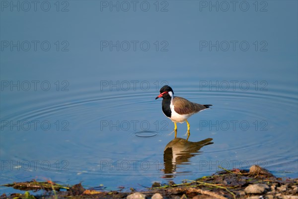 The red-wattled lapwing