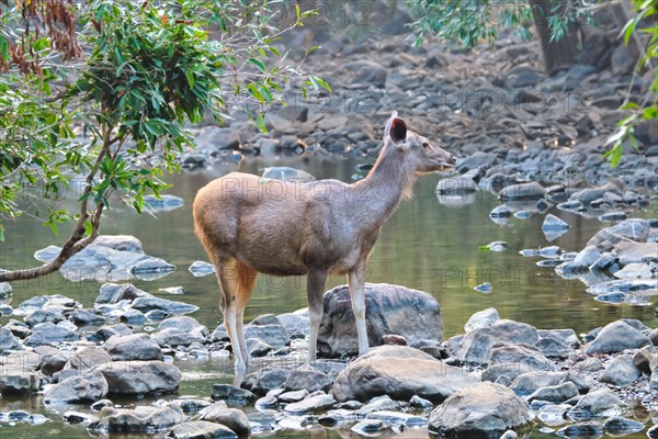 Female blue bull or nilgai is an asian antelope standing in the forest. Nilgai is endemic to Indian subcontinent. Ranthambore National park