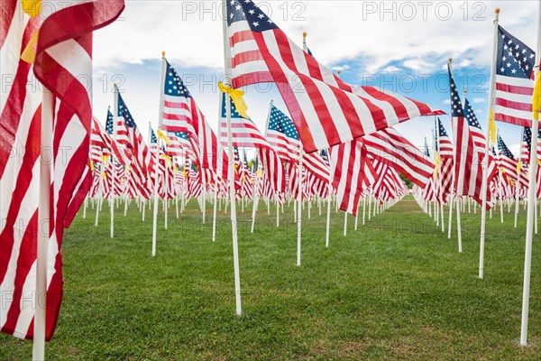 Field of veterans day american flags waving in the breeze