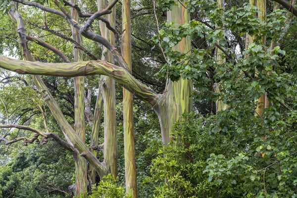 Regenbogen Eukalyptus