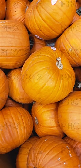 Abstract several pumpkin patch background