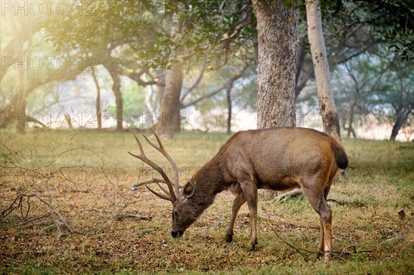 Male sambar