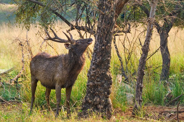 Male sambar