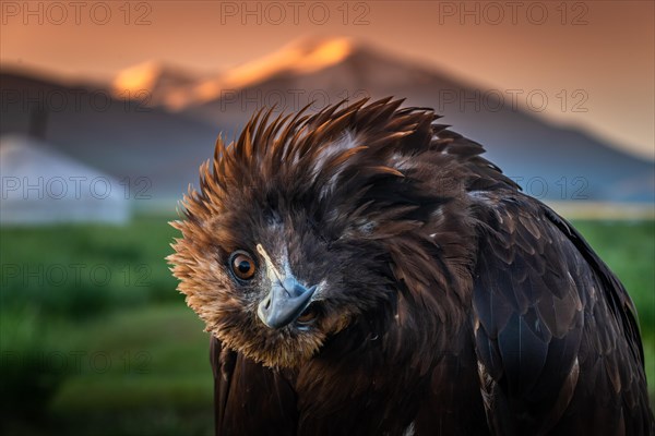 Very curios Golden eagle