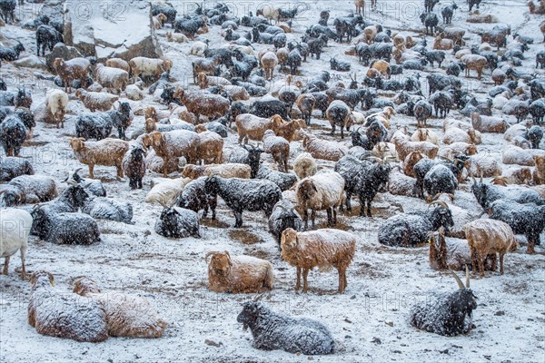 Cattle in the snow. Western Mongolia