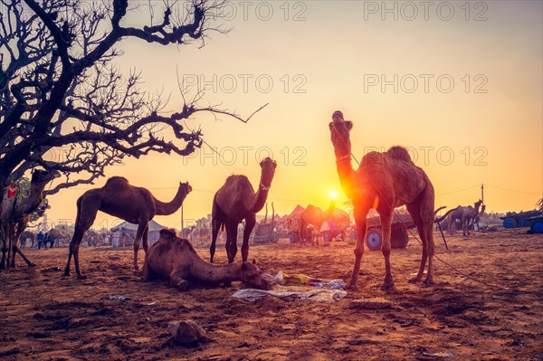 Famous indian camels trade Pushkar mela camel fair festival in field. Camels eating chewing at sunrise sunset. Pushkar