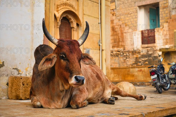 Indian cow resting sleeping in the street. Cow is a sacred animal in India. Jasialmer fort