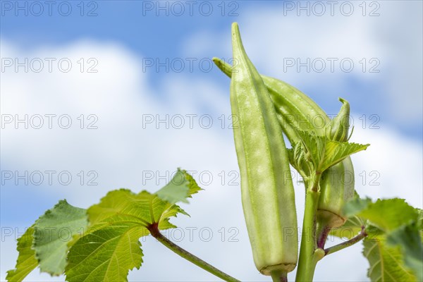 Green okra