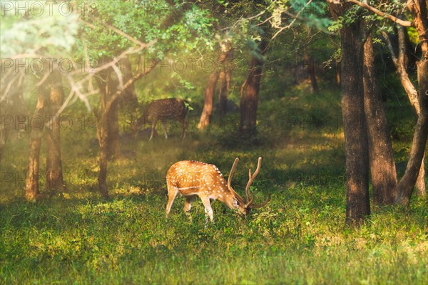 Beautiful male chital or spotted deer grazing in grass in Ranthambore National Park