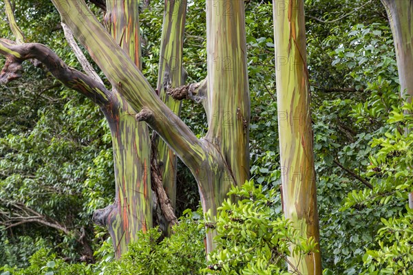 Regenbogen Eukalyptus