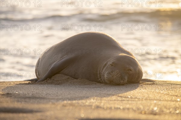 Hawaii-Moenchsrobbe