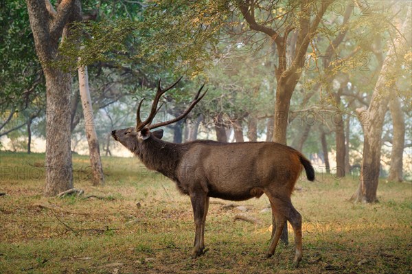 Male sambar