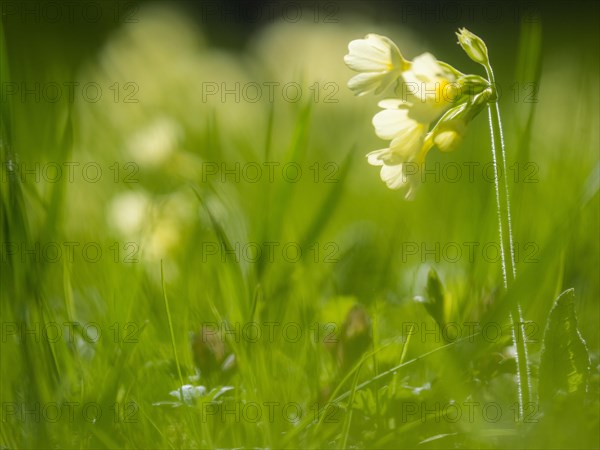 Common cowslip