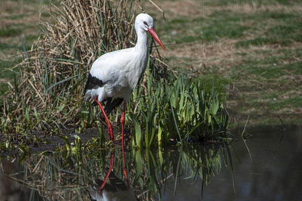 Weissstorch