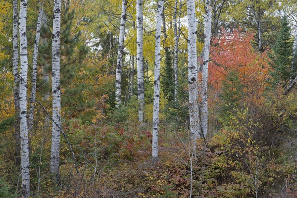 Herbstlicher Birkenwald