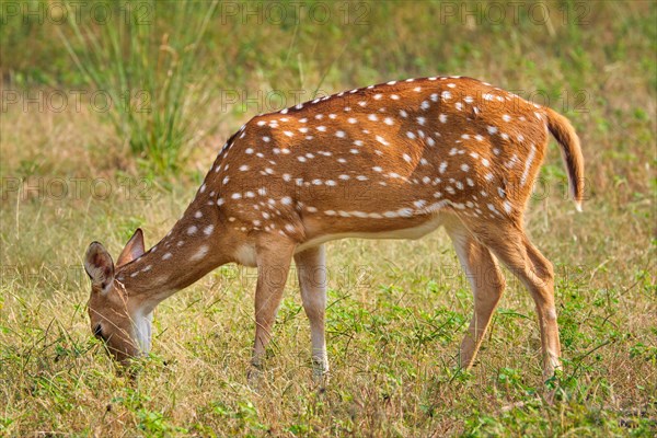 Young female chital or spotted deer grazing in fresh green grass in the forest of Ranthambore National Park. Safari