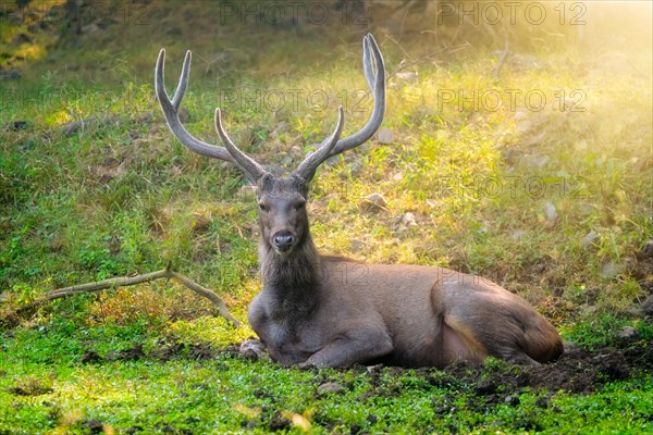 Male sambar