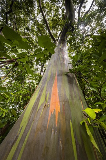 Farbige Rinde des Regenbogen Eukalyptus