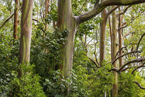 Regenbogen Eukalyptus