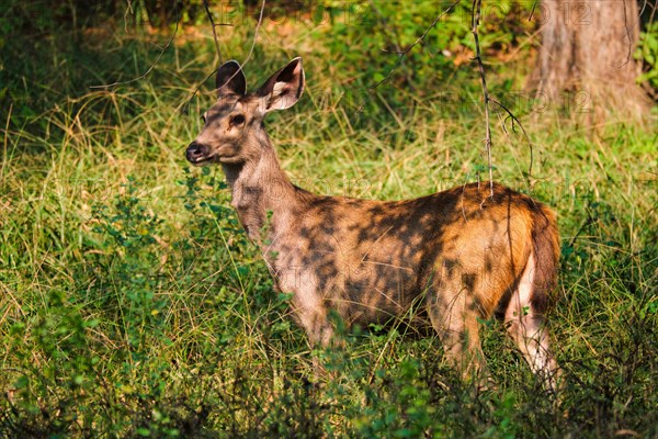 Female blue bull or nilgai is an asian antelope standing in the forest. Nilgai is endemic to Indian subcontinent. Ranthambore National park