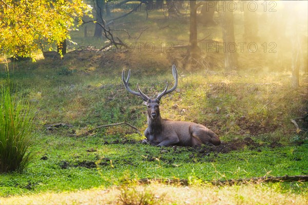 Male sambar