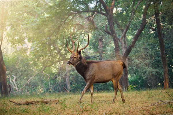 Male sambar