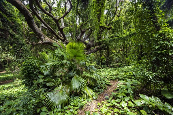 Dichter Regenwald im Honolua Park