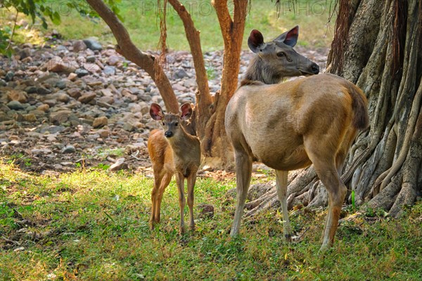 Female blue bull or nilgai is with a calf an asian antelope standing in the forest. Nilgai is endemic to Indian subcontinent. Ranthambore National park