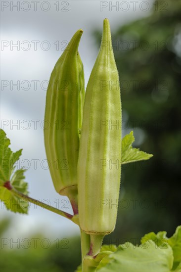 Green okra